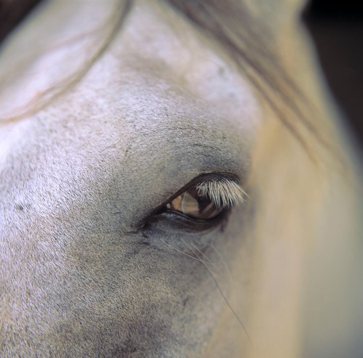 the eye of a white horse looking straight ahead