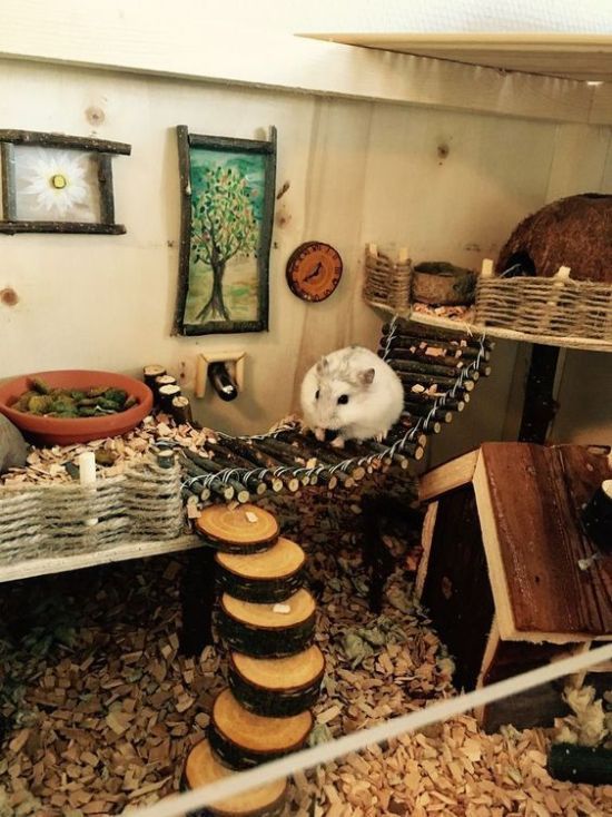 a hamster is sitting on a hammock in the middle of a room