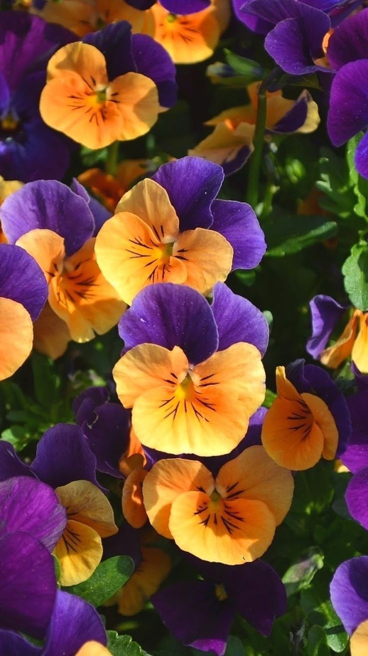 many purple and yellow flowers with green leaves