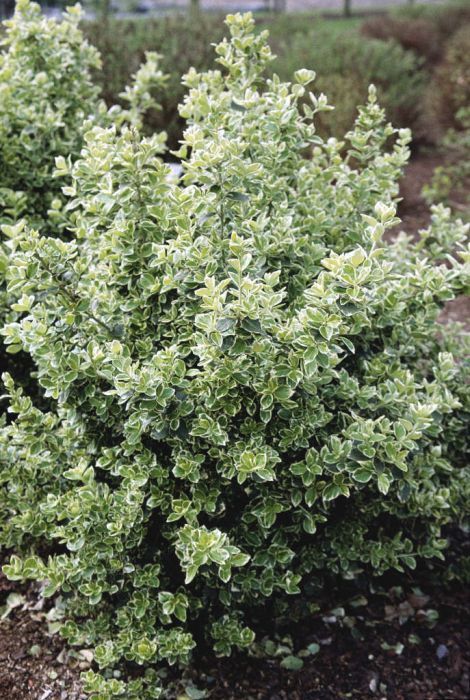 a bush with green leaves in the middle of a garden