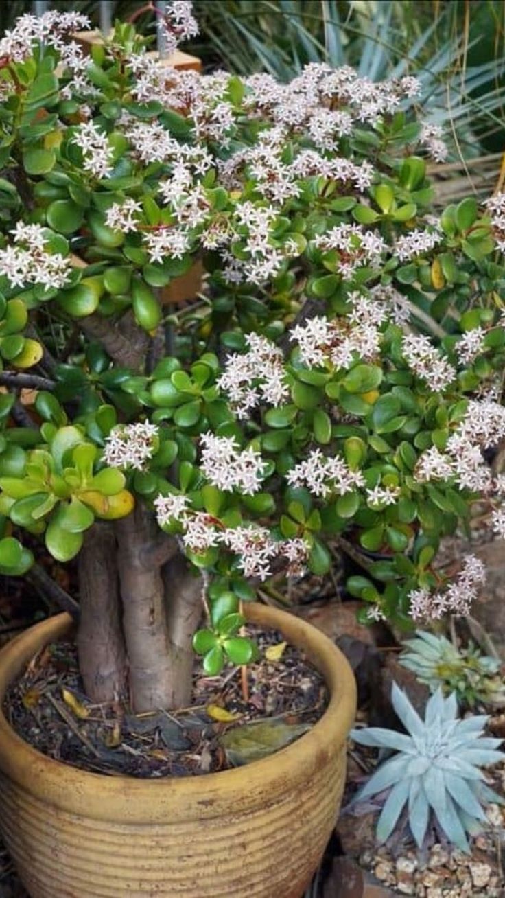 a potted plant with white flowers in it