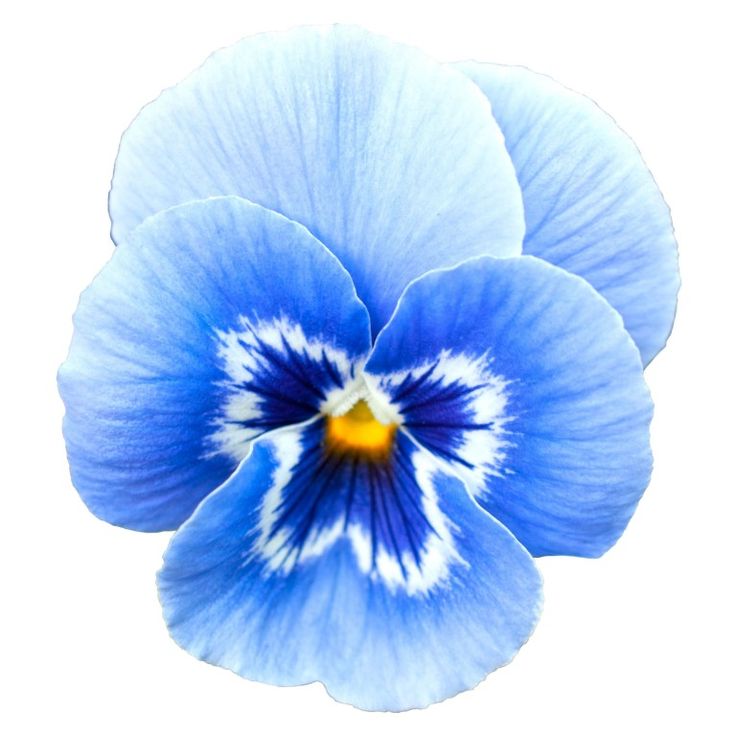 a blue flower with white stripes on it