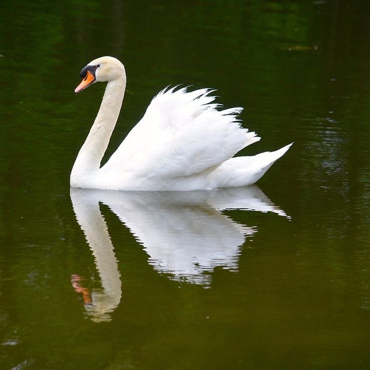 a white swan floating on top of a body of water