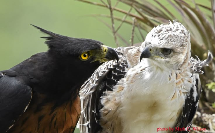 two birds standing next to each other on a tree branch