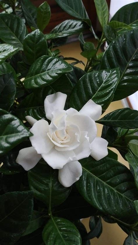 a large white flower sitting on top of a green plant