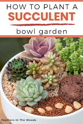 the cover of how to plant a succulent bowl garden with lots of plants in it