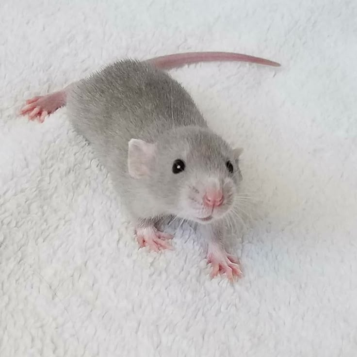 a gray rat sitting on top of a white rug