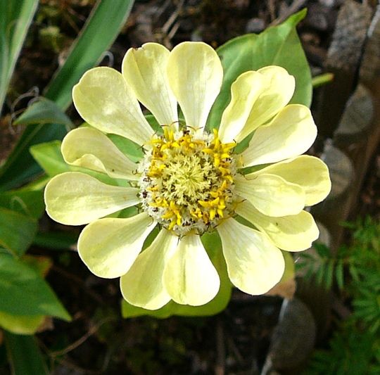 a yellow and white flower in the middle of some grass with other plants behind it