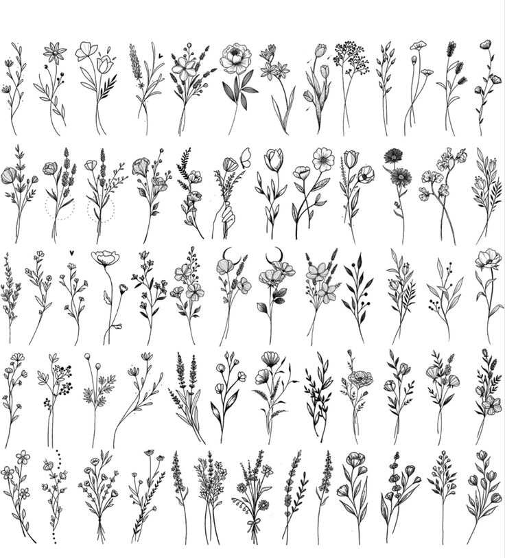 various flowers and plants drawn in ink on paper, each with their own drawing technique