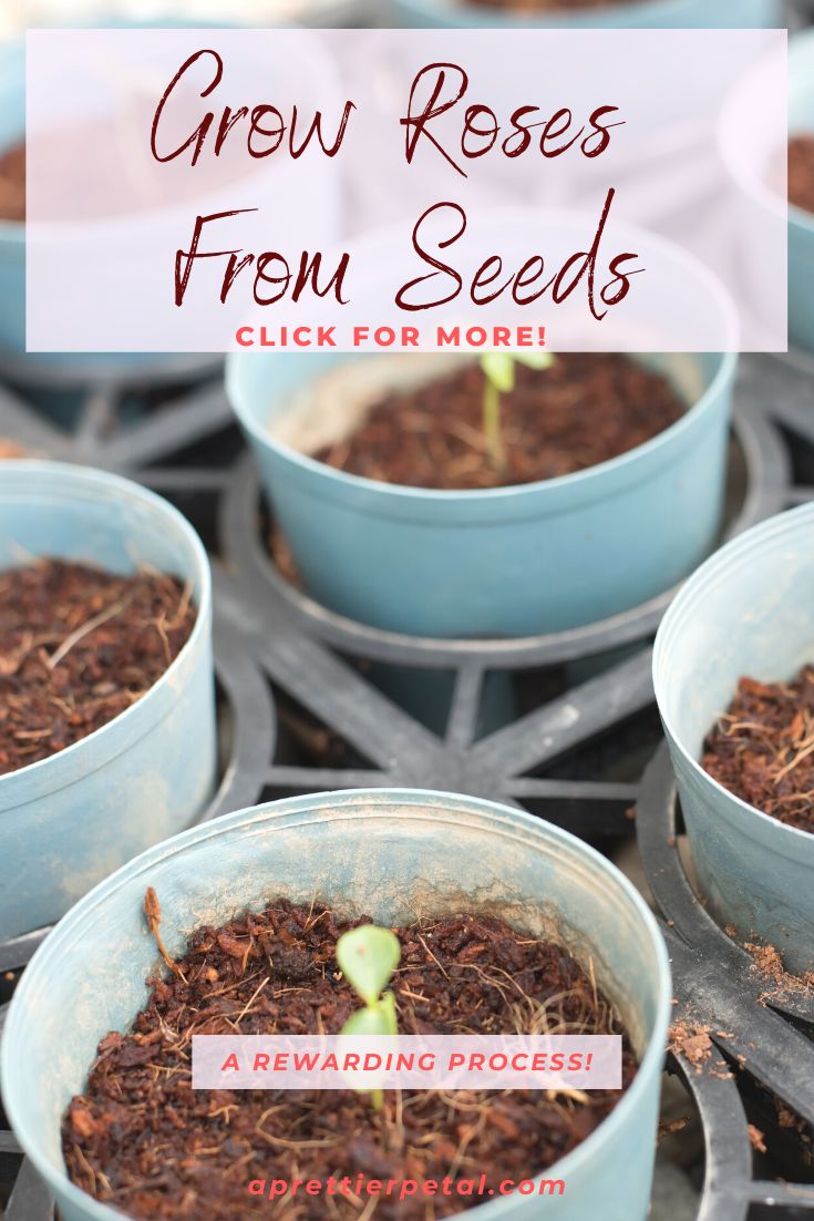 several pots filled with dirt and plants on top of a metal grate that says grow roses from seeds click for more