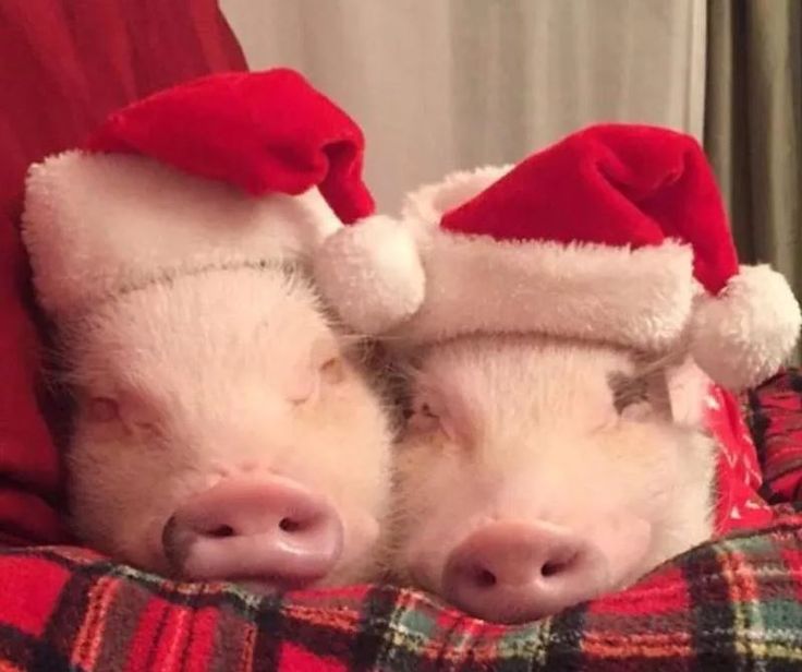 two pigs wearing santa hats on top of a blanket