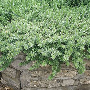 a fire hydrant in front of a stone wall with green plants growing on it