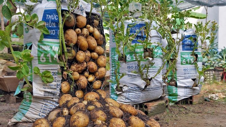 potatoes growing in the ground next to bags of potato oil and other vegetables on display