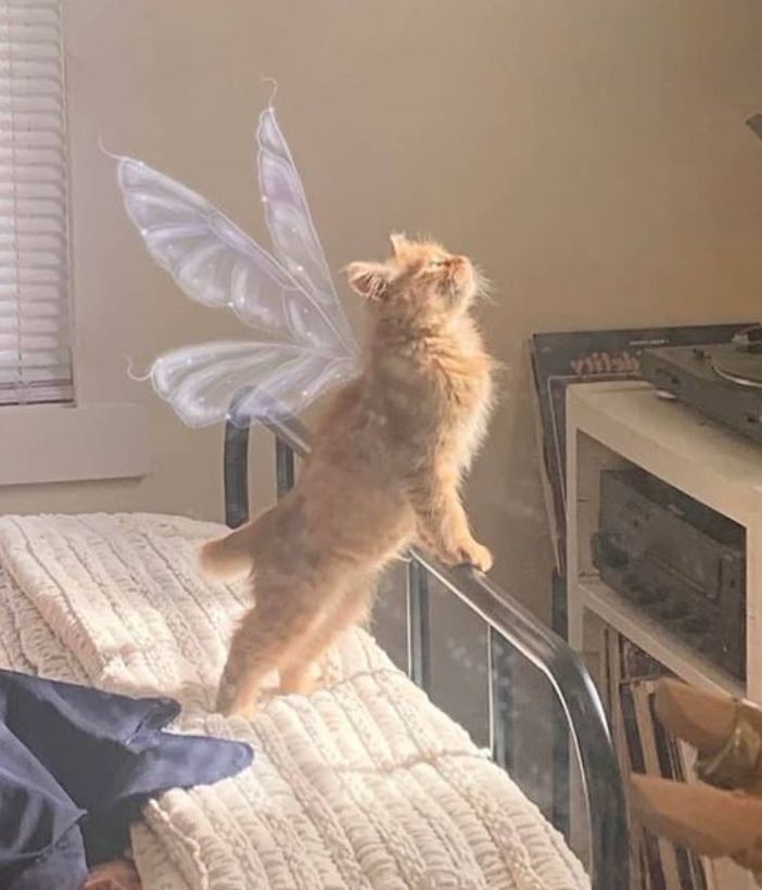 a cat is standing on its hind legs and looking up at the angel wings above it