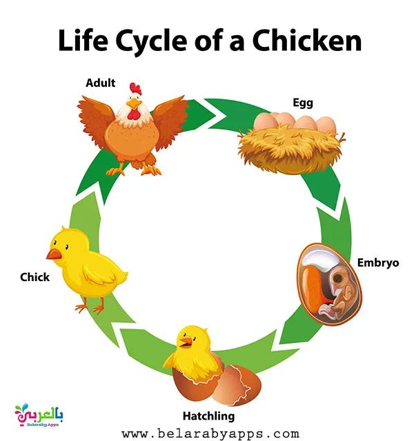 the life cycle of a chicken on a green circle with eggs and chickens in it