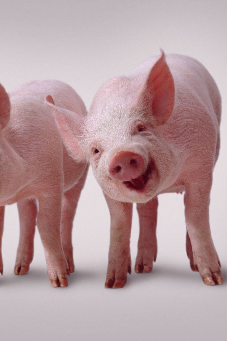 two small pigs standing next to each other on a white surface with one pig looking at the camera