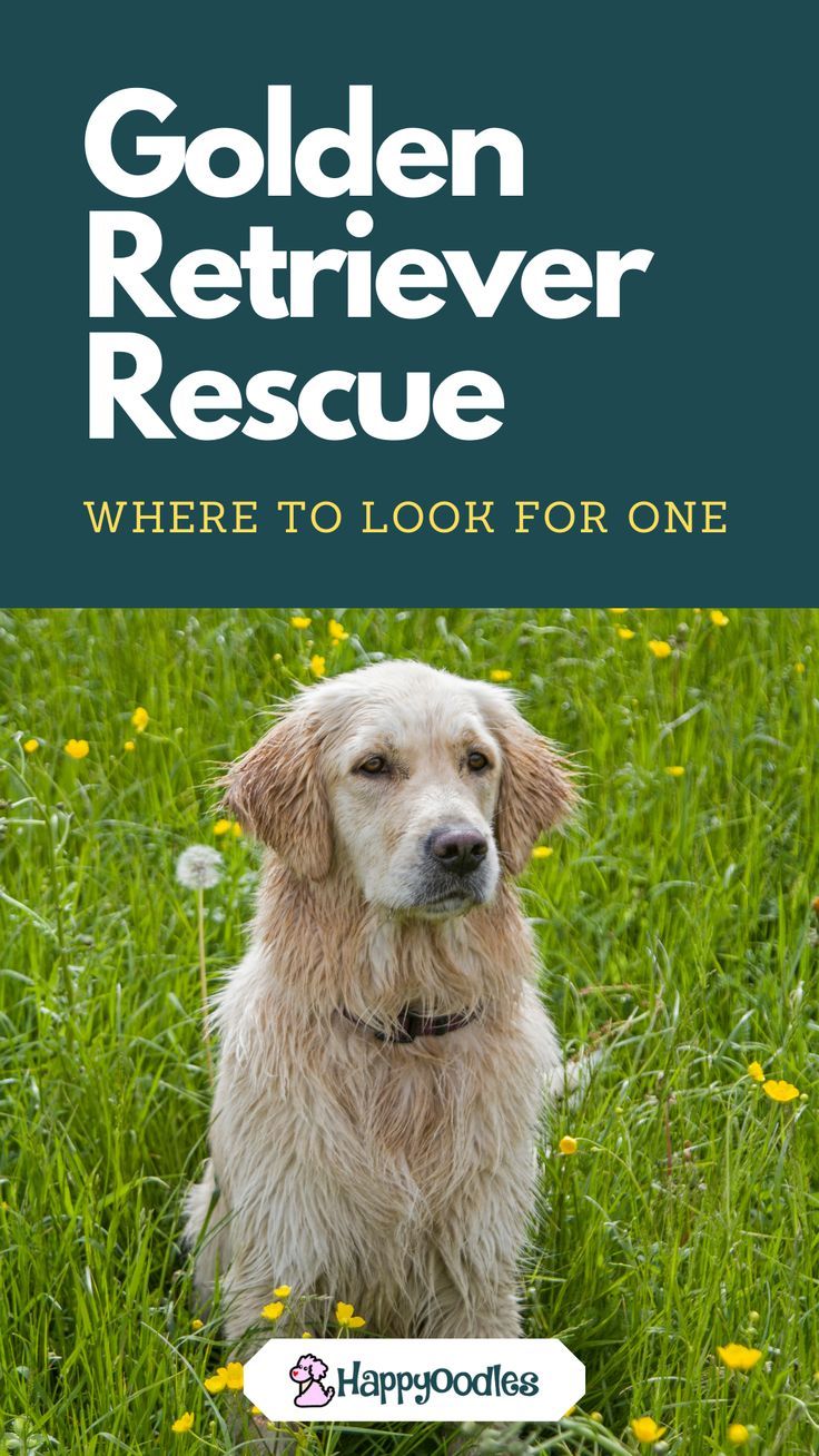 the golden retriever rescue poster is shown