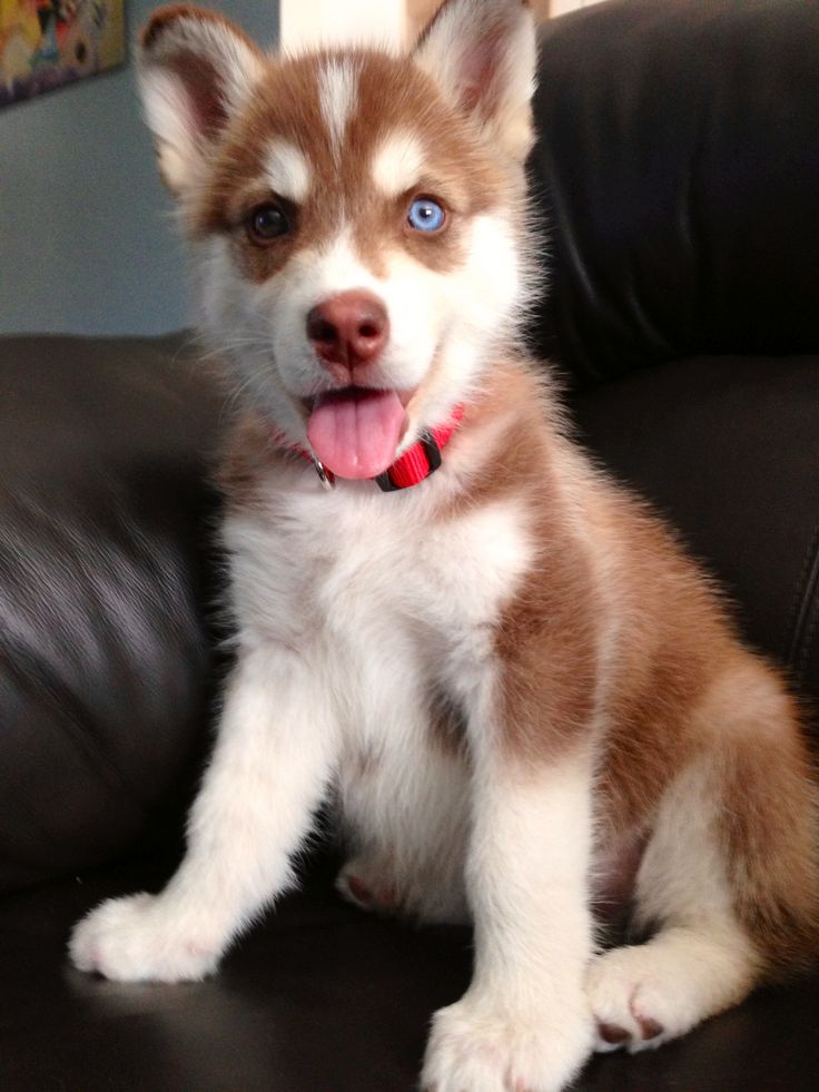 a brown and white puppy sitting on top of a leather chair with its tongue out