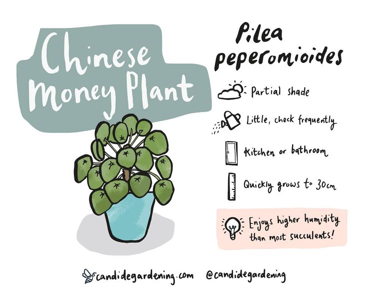 a drawing of a potted plant with the words chinese money plant written below it