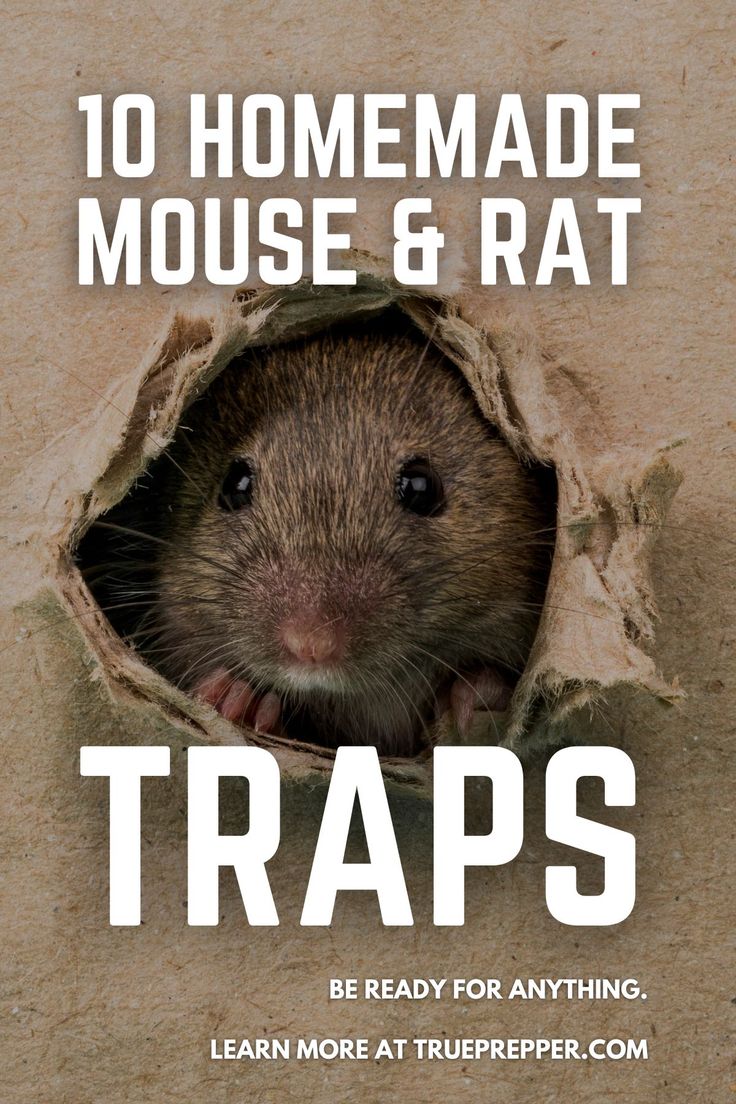 a rodent peeking out of a hole with the words traps on it's side