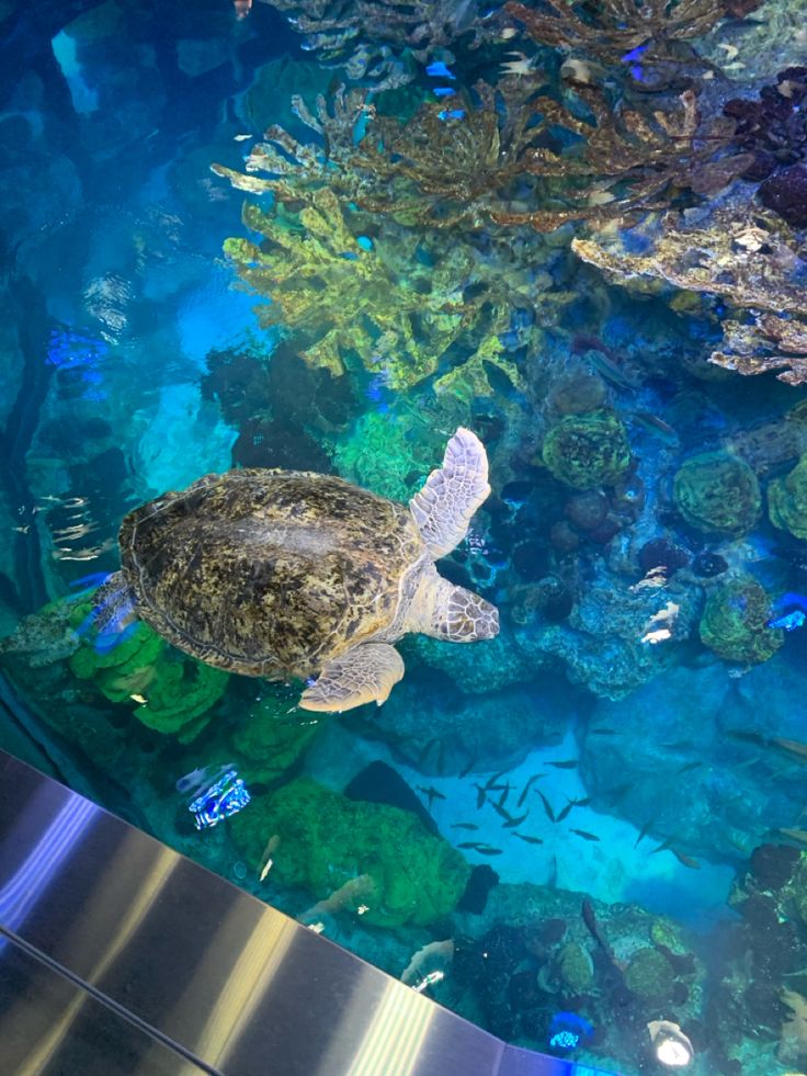 Fall activities 2023, aquarium, marine life, wildlife, animals, new england, turtles, sealife, boston, fall, travel, friend activities, cold weather activities Boston Aquarium, Boston Fall, New England Aquarium, Thanksgiving Travel, Cold Weather Activities, Underwater Animals, Friend Activities, Green Sea Turtle, Weather Activities