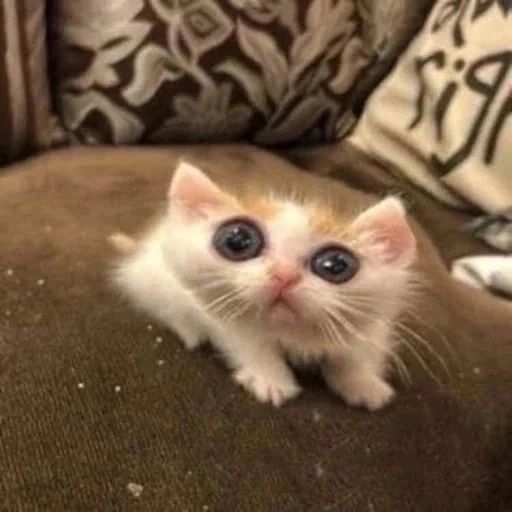 an orange and white kitten sitting on top of a couch