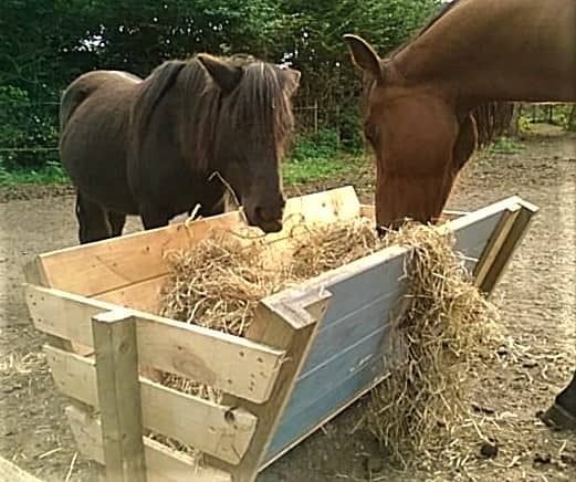 two horses eating hay out of a wooden trough