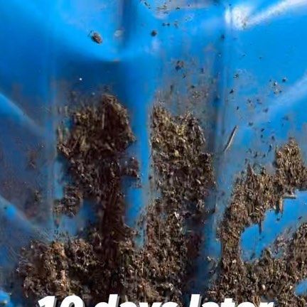 the words 10 days later are in front of a blue plastic container filled with dirt