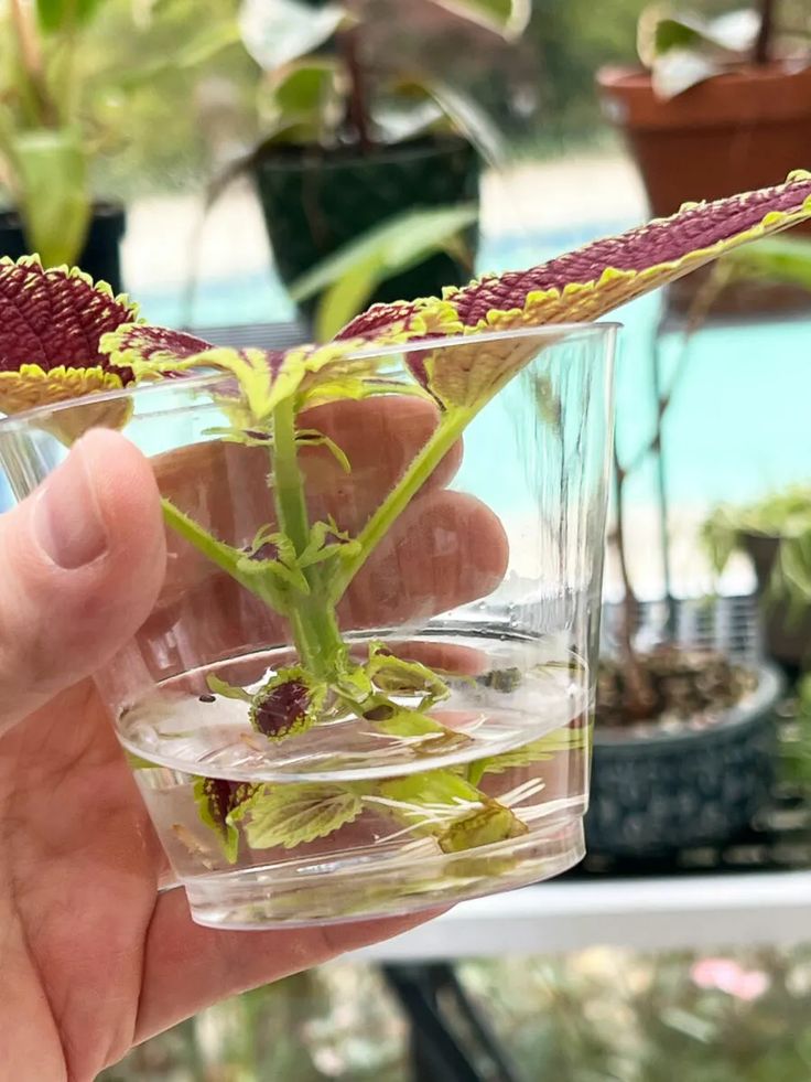 a hand holding a glass filled with water and plants