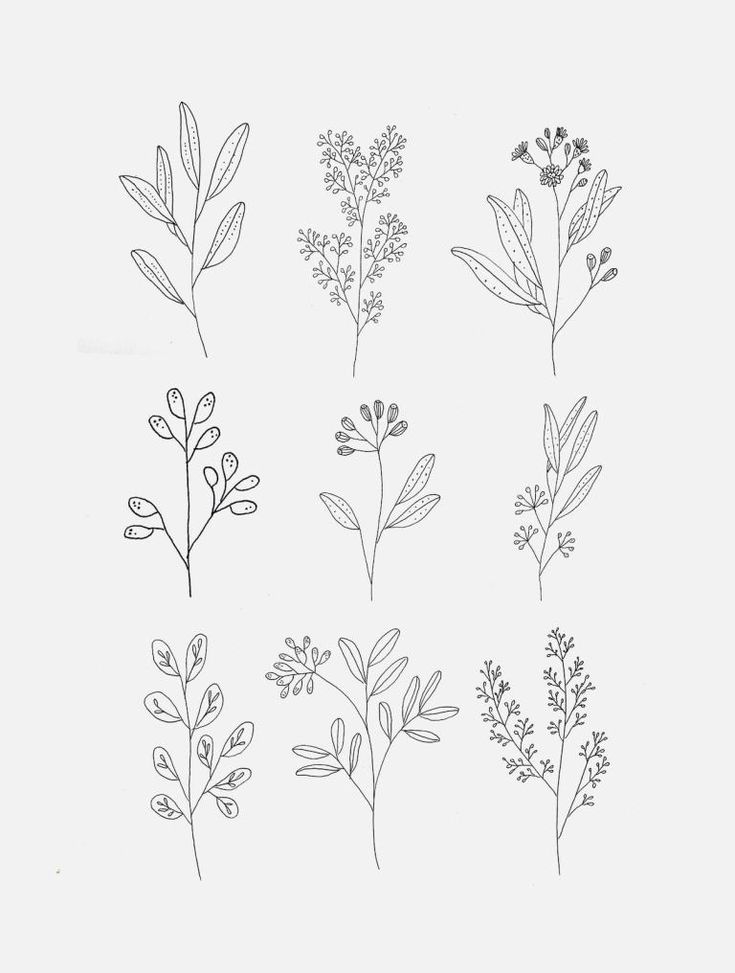 six different types of plants drawn in black and white