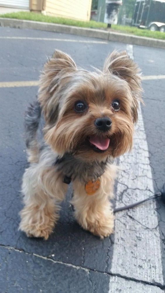 a small brown dog standing on top of a street next to a black shoelace