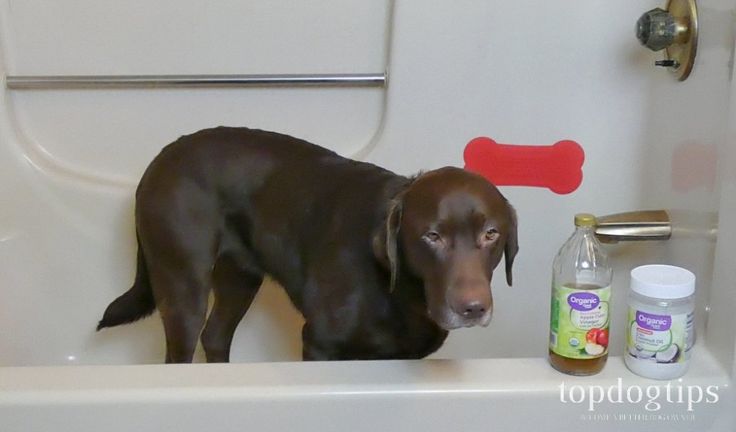 a brown dog standing in the bathtub next to bottles