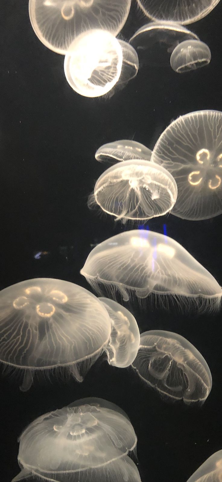 many jellyfish are swimming in the water