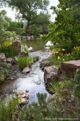 a stream running through a lush green forest filled with rocks and flowers, surrounded by tall trees