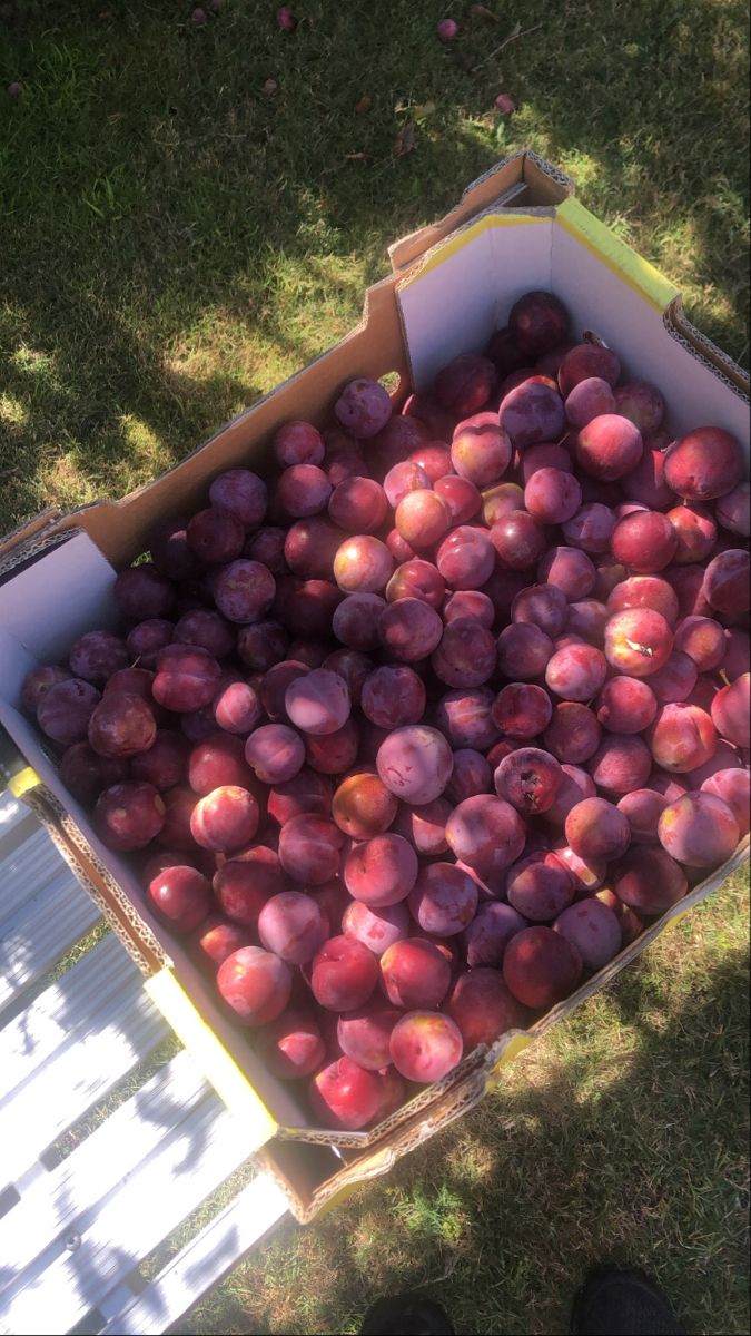 a box full of plums sitting on the ground