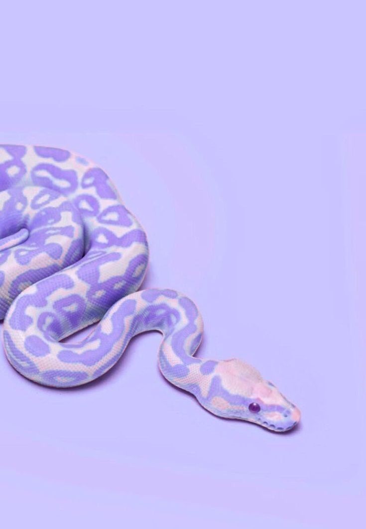 a purple and white snake is laying on the ground with its head turned to the side