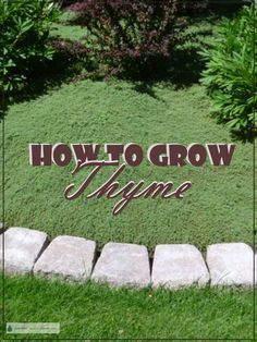 a sign that says how to grow imagine in front of some grass and rocks on the ground