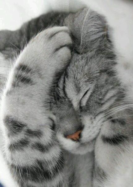 a gray and white cat sleeping with its head on the other side of it's face