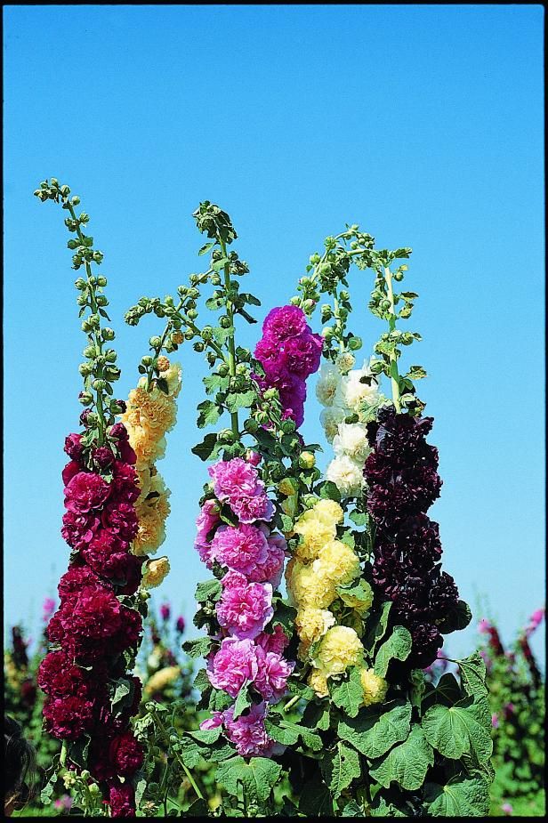 several different colored flowers are in the foreground with a blue sky behind them on a sunny day