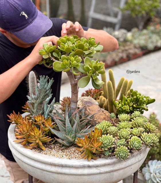 a man is arranging plants in a pot