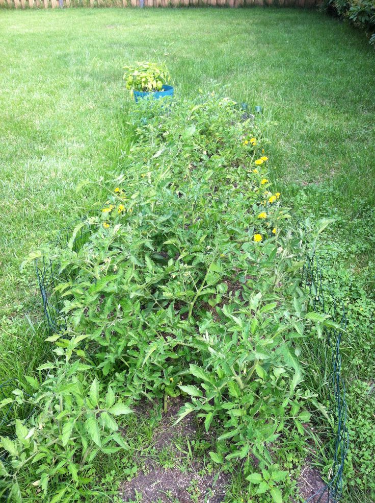 a bush with yellow flowers growing out of it in the middle of a yard next to a fence