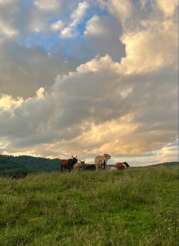 three cows are standing in the grass on a cloudy day