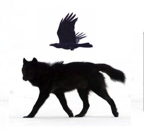 a black wolf is walking in the snow with a bird flying above it and an image of a crow