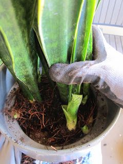 a potted plant with green leaves and dirt in it