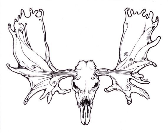 an animal skull with large antlers on it's back