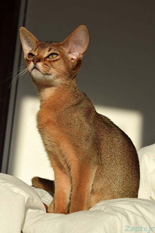 a brown cat sitting on top of a bed