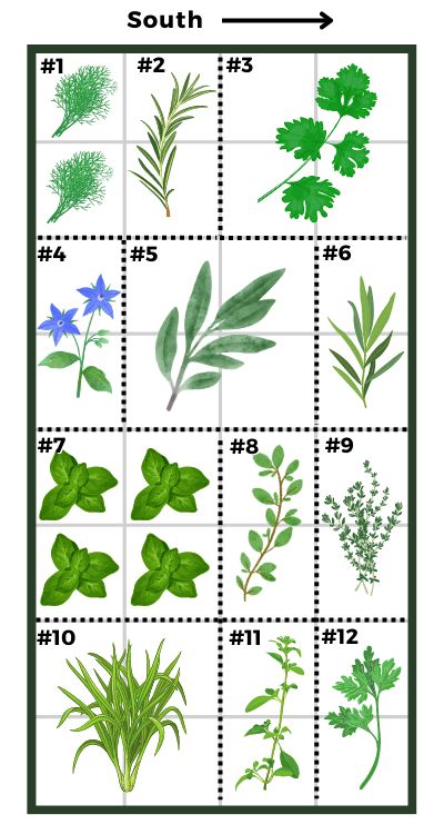 the different types of plants and their names are shown in this chart, which shows each type