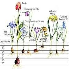 an image of flowers growing in the ground with their names and numbers on it,