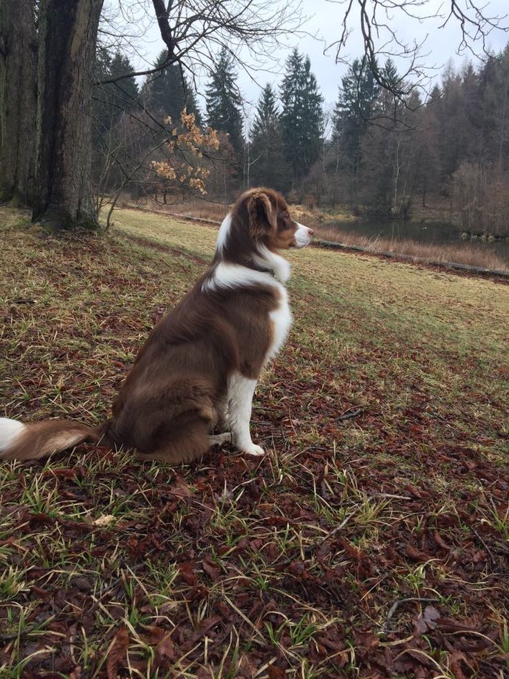 a brown and white dog sitting on top of a grass covered field next to trees