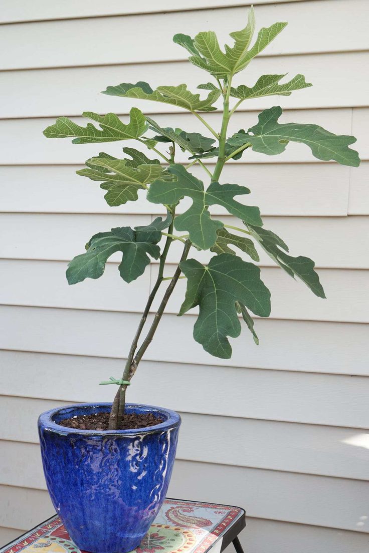 a blue potted plant sitting on top of a table next to a white house